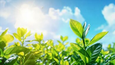 البنك المصري لتنمية الصادرات يحصل على تصنيف «جيد جدًا» في حوكمة الاستدامة والتمويل المسؤول 